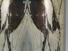 COBANLAR MARBLE